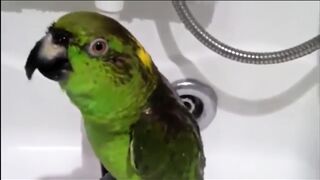 Parrot sings with a human voice