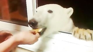 The bear asks for food