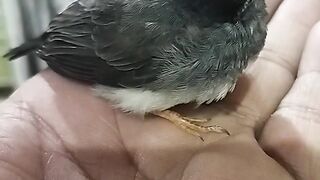Zebra finch