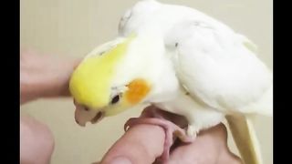 The Joyful Parrot: Delighting in Playtime