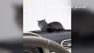 Best Funniest Animals Videos ???? - Funny Dogs And Cats Vid