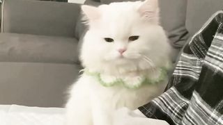 cute funny cat#catslover