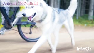 Cute puppy's