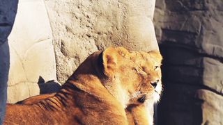 Lion sit