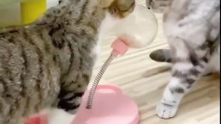 Funny cats ???? 2