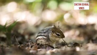 Funny animals ☺️ 2