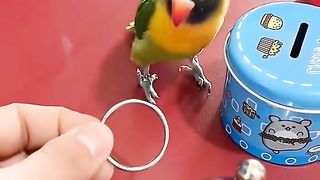 parrot Show