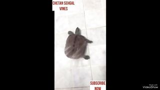 Funny animals happy