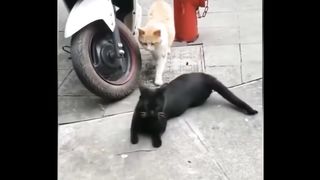 Funny cat video 6