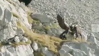 FIGHT FOR FOOD