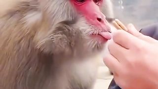 Funny monkey 3
