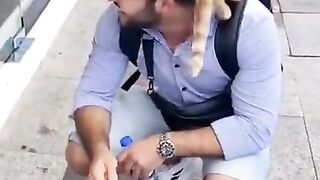 Дружелюбный бездомный кот
