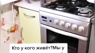 Милое семейство мохнатых)