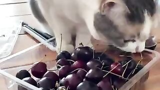 Она любит играть с вишнями