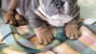 Cute dog baby