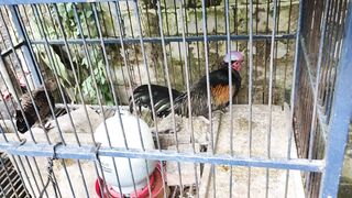 Is this animal anyone knows?