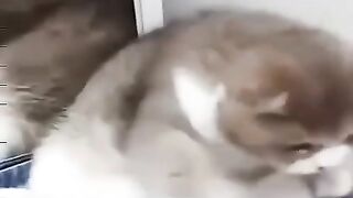 Cute — animal — cute dogs —funny animal videos—Funny video/милая собака/смешное видео