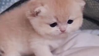Прикольні і милі котики