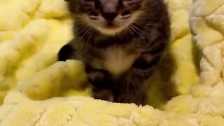 Прикольні і милі котики