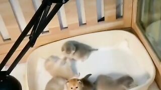 Прикольні і милі котики