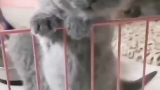 Прикольні і милі котики