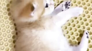 Прикольні і милі котики