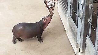 Giraffe and hippo share adorably sweet moment together