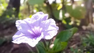 purple flower