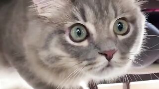 Funny Cat Video free fotage