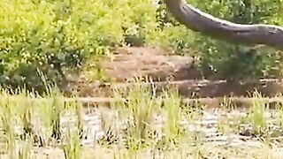IT WAS VERY HAPPY TO SEE PANJI CATCH THE FITNESS AND BIG KING COBRA SNAKE‼️