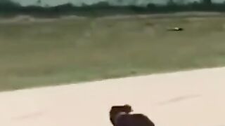 Funniest  Dogs - Awesome Funny Pet Animals Videos