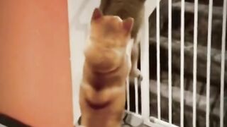 Best Funny Animal Videos Of The 2022 Try not to laugh