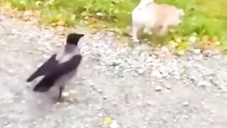 Funny Animal Short Videos - Pets Shorts - Funny Videos