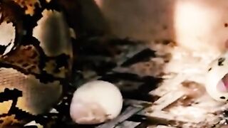 REALLY DARE PANJI TO TAKE PYTHON SNAKE EGGS, FULL OF RISK‼️