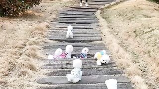 Baby Cute and Funny Dog Videos Compilation Dog Lover Vlog