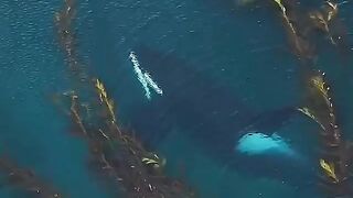 Orca cruising through a kelp forest in Falkland island