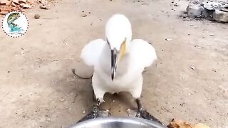 Swan Eating Tinny Fish