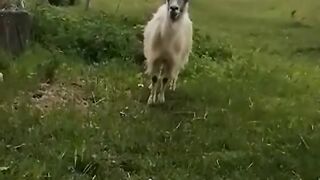 goat and ate and drank vodka