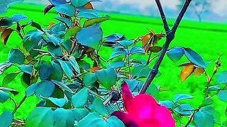 Good morning village