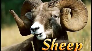 SHEEP