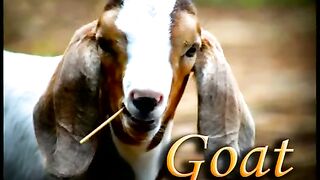 GOAT - KOZI