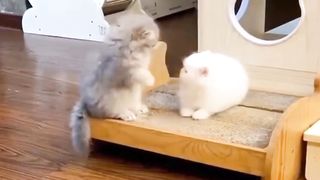 our cute pets, kittens