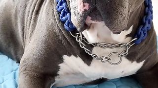 Pet cooling mat/tapis rafraichisant