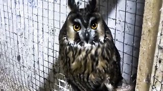 The Enchanting Beauty of Owls
