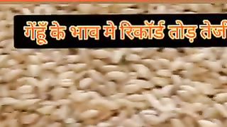 गेंहूँ मंडी भाव 8131 रूपए/कुंटल बना रिकॉर्ड