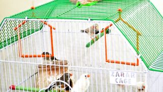 Finches love birds
