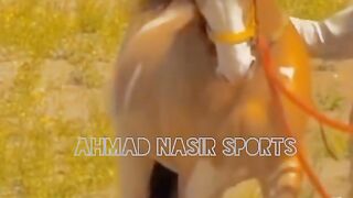 #very#nice#dance#of#so#butifull#horse
