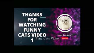 Funny Cats and Dogs Moments Compilation 22# Funny# Cats# Video# Dogs Funny Video