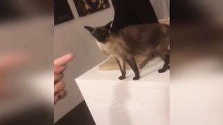 Compilation Funny Cats Dogs Animals Best New Fails TikTok 2023