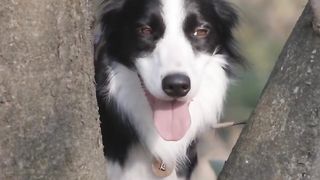 Funny and Amazing Pets Videos Compilation ????????????#funnyvideo #pets #cat #dogs